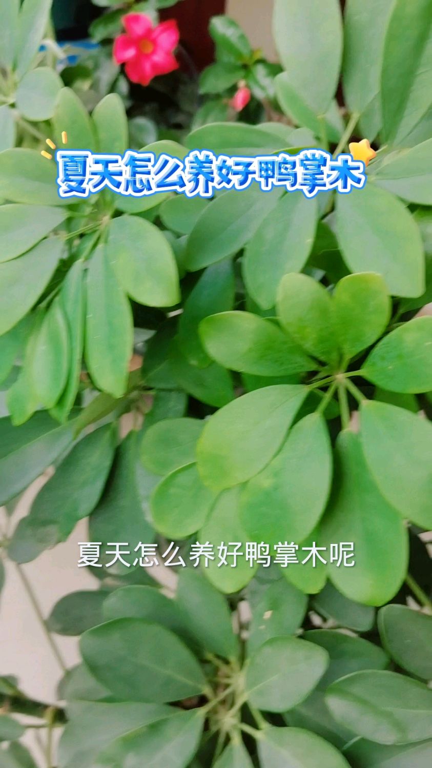 夏天怎么养好鸭掌木
