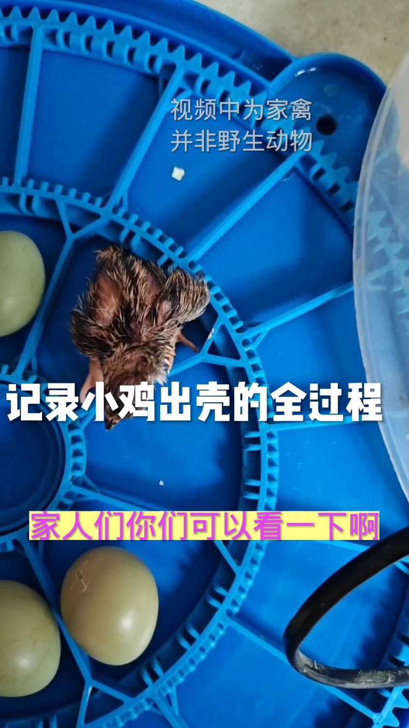 记录小鸡出壳全过程
