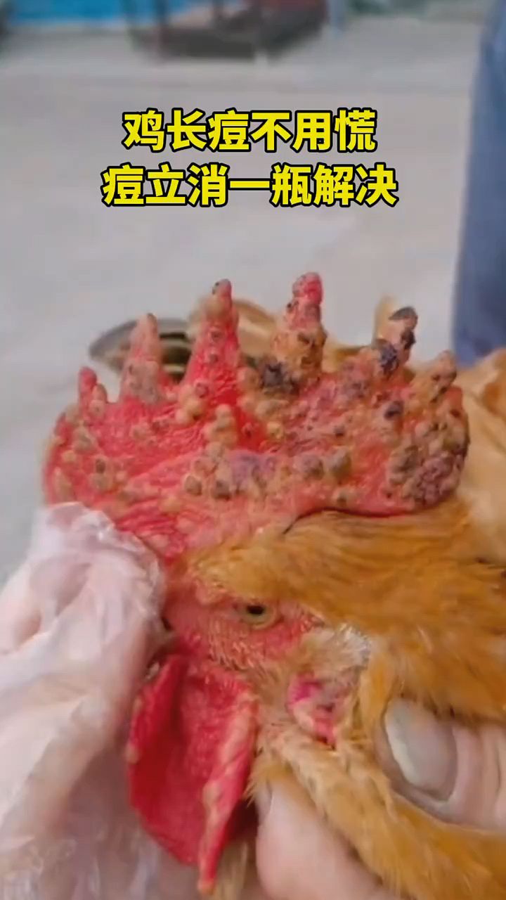 鸡鸭鹅长痘痘怎么办啊