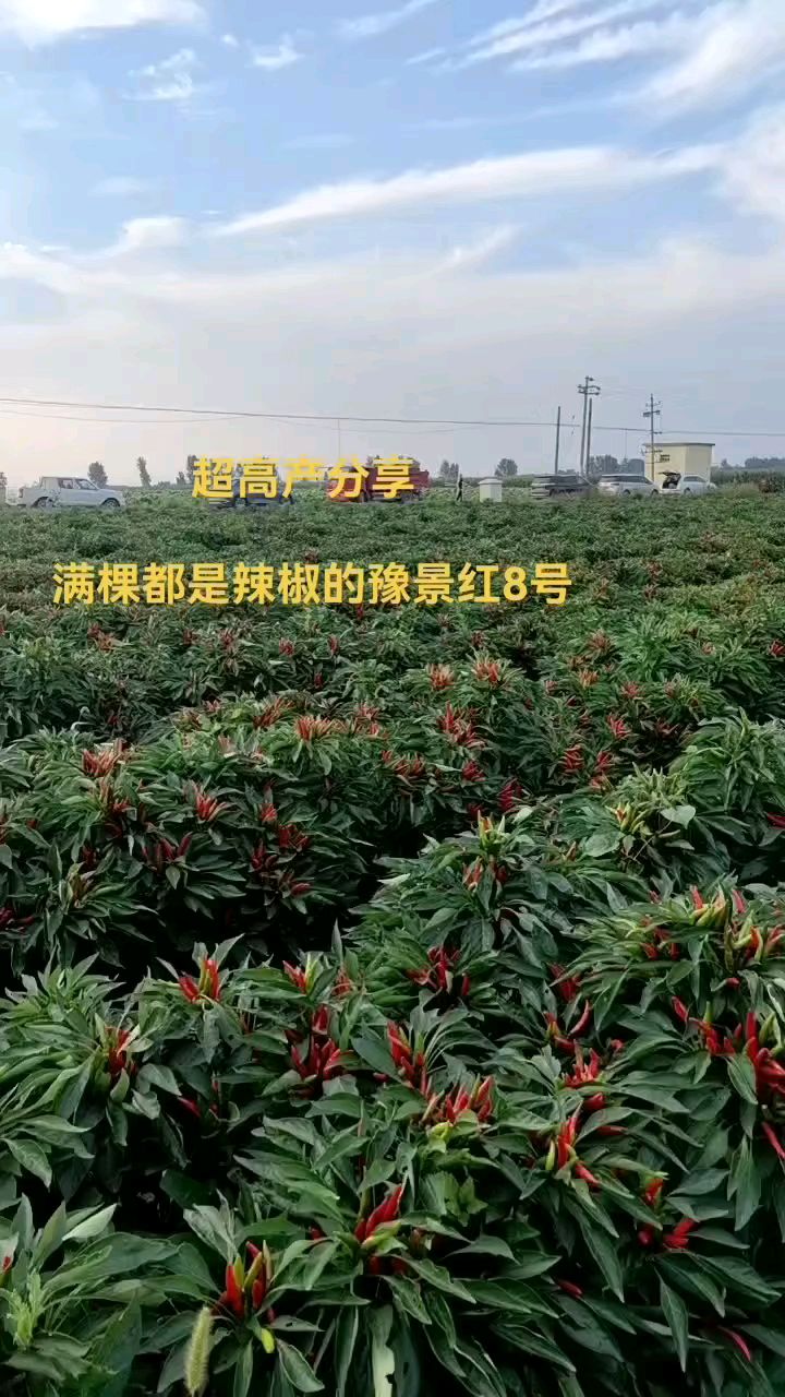 河南金禾源种业辣椒种植好品种分享给大家