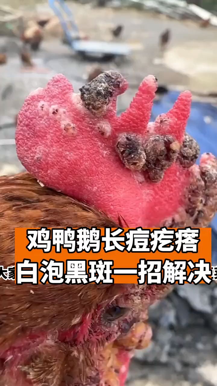 鸡长了很多痘痘啊
