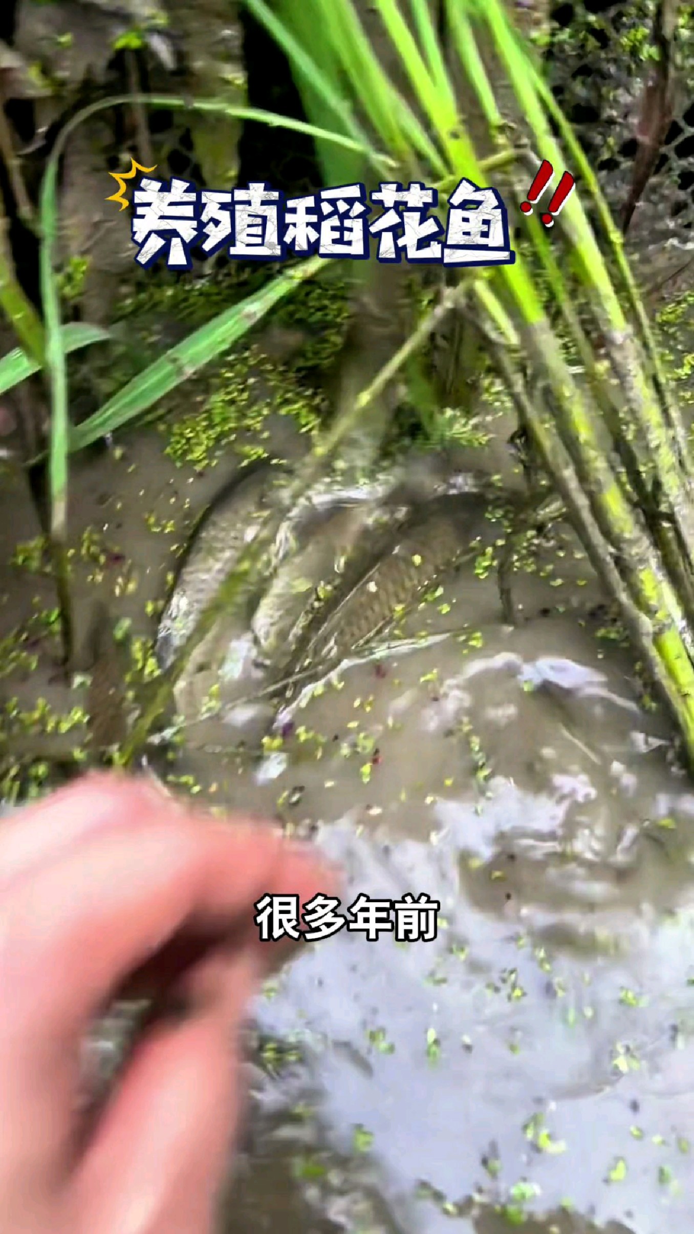 养殖稻花鱼太难了,梦想和现实的差距太大了。#我的钓鱼日记