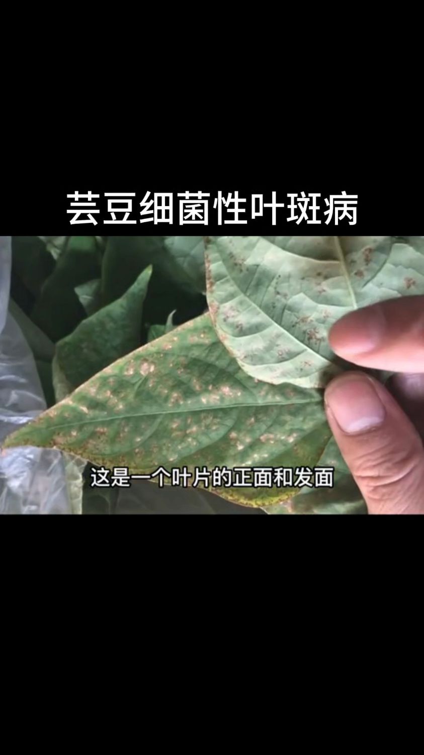 芸豆细菌性叶斑病