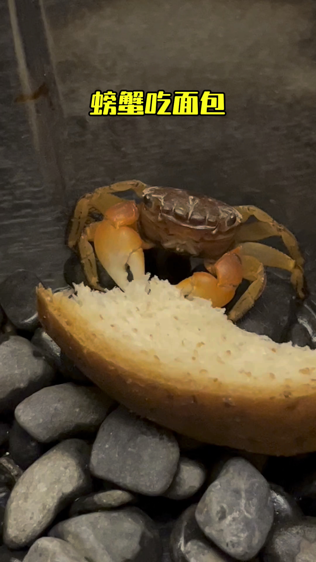 螃蟹细嚼慢咽一本正经的吃面包,太可爱了