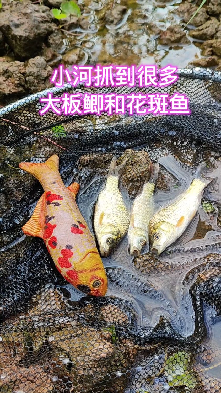 小河抓到很多大板鲫和花斑鱼