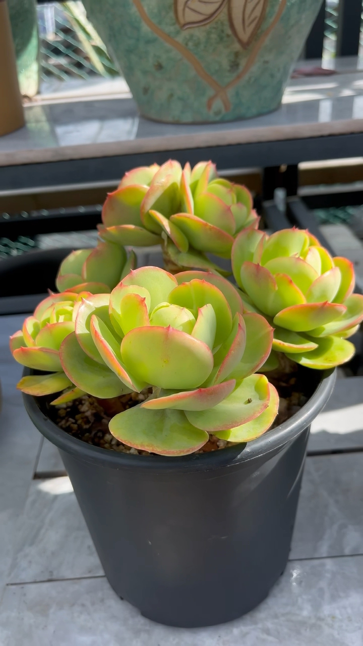 鸡蛋碧桃多肉,炎热的夏天给我带来了惊喜!