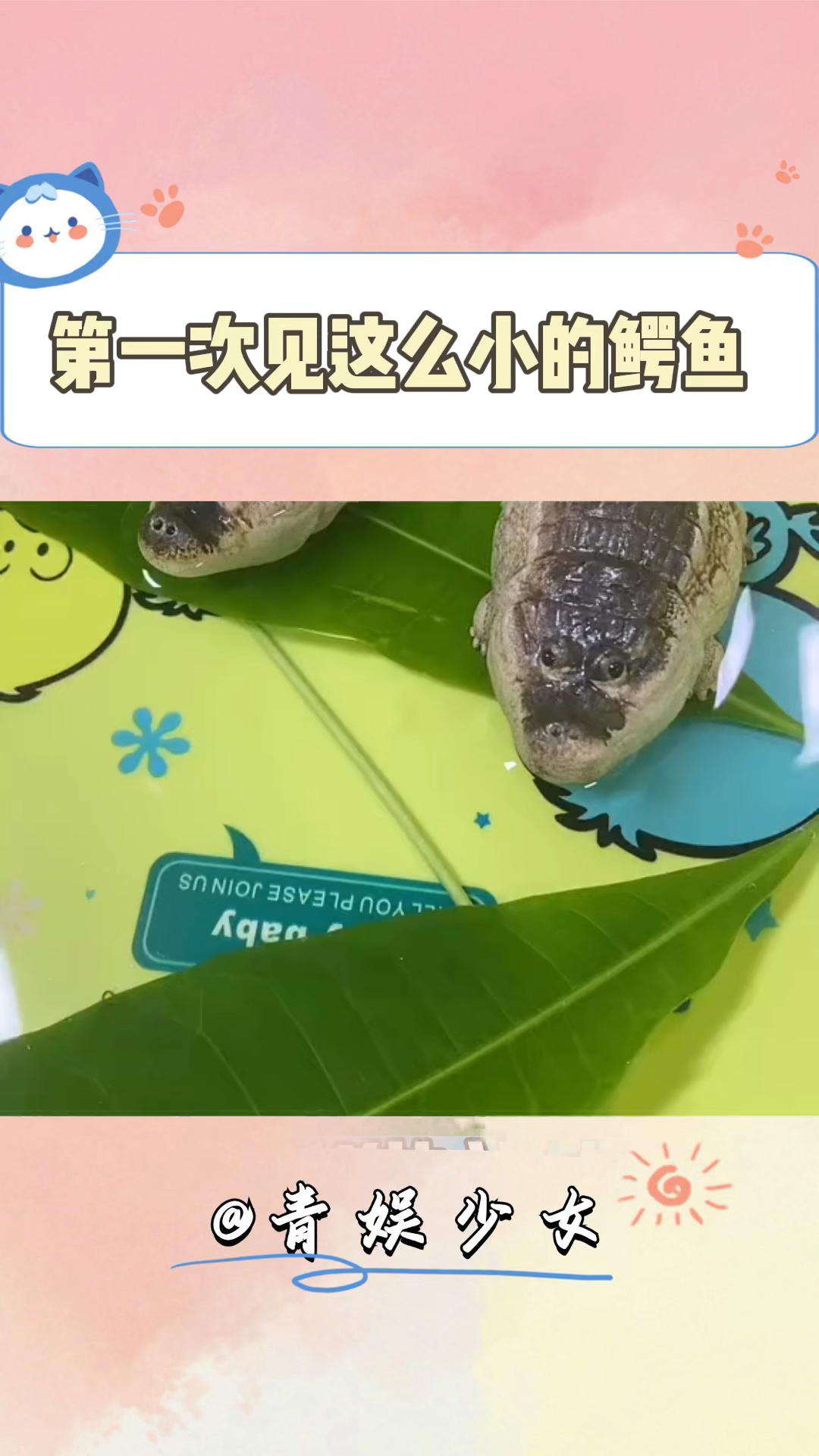 第一次见这么胖的鳄鱼