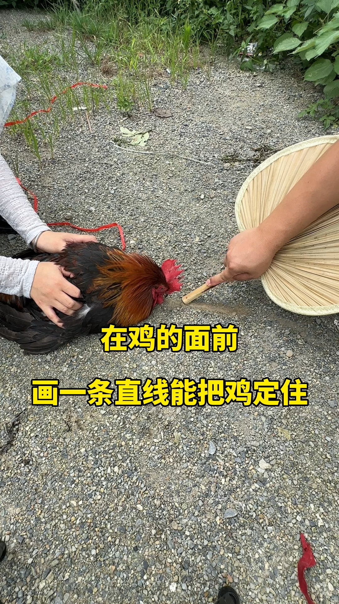 在鸡的面前画一条直线能把鸡定住