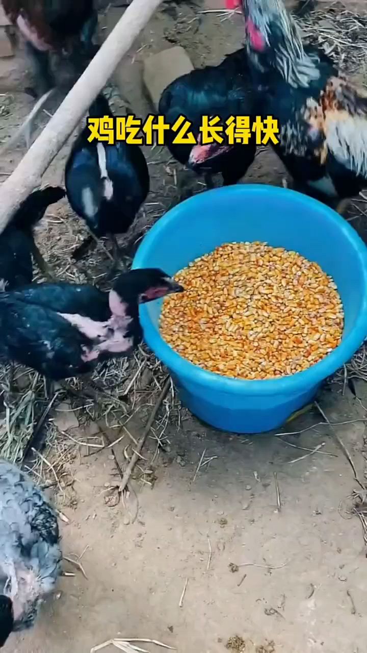 鸡吃什么长得快啊
