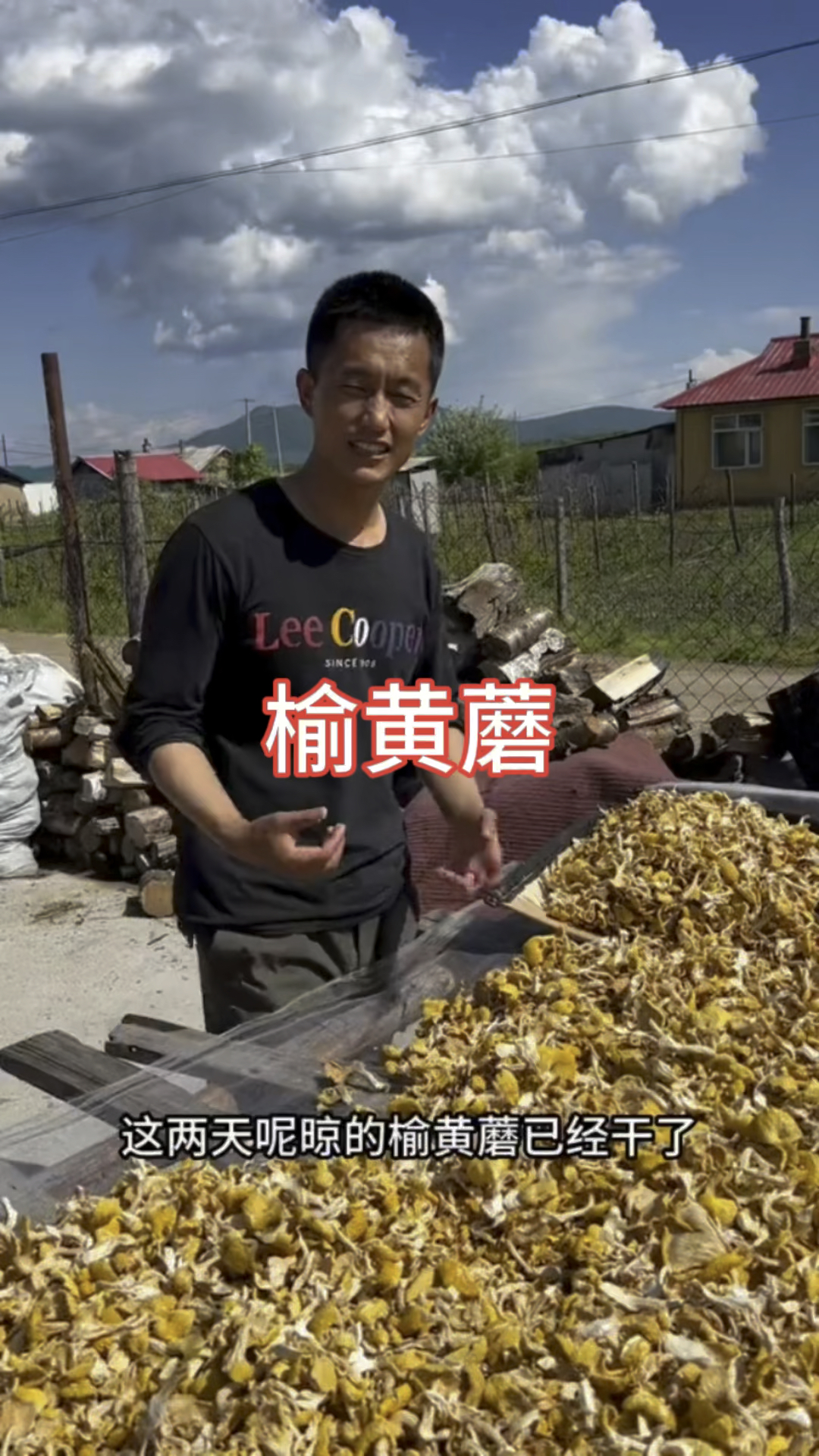 榆黄蘑包饺子包包子,味道鲜美