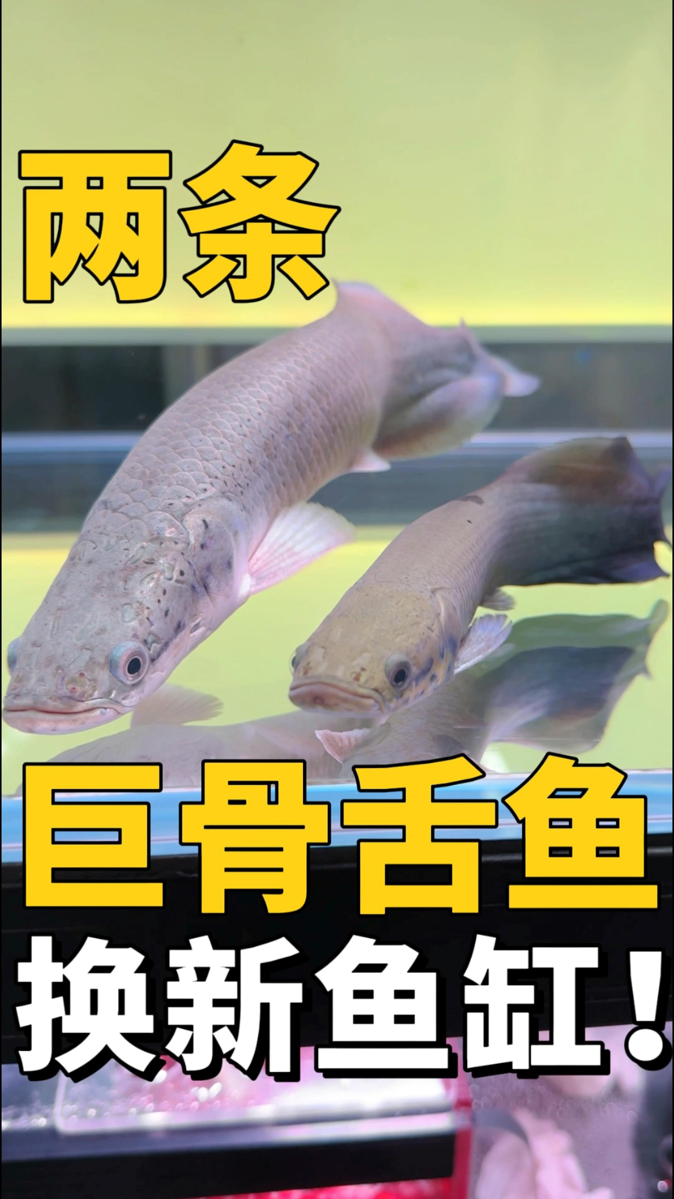 从此巨骨舌鱼又多了一条