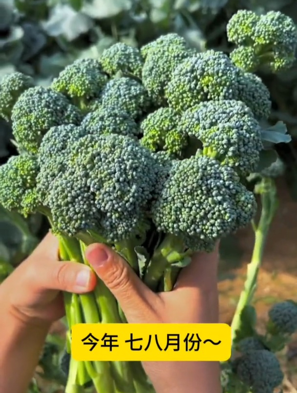 西兰菜苔少有人吃过,营养不输牛肉,种植还简单!