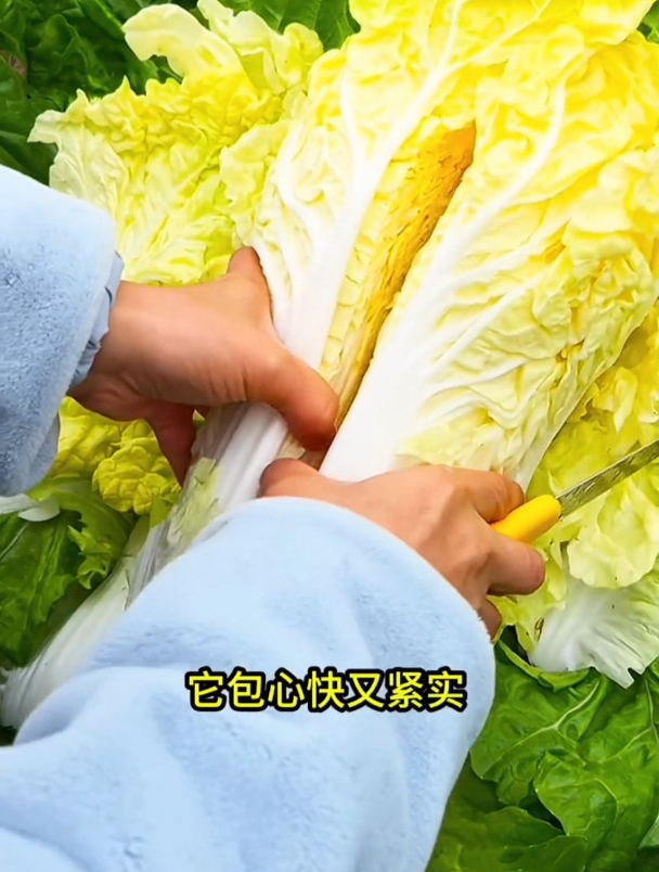 黄心大白菜,耐热不招虫,颗颗18斤重!