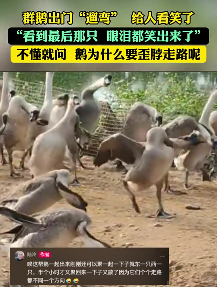 主人说买了56只鹅,39只是歪脖,看它们走路的样子,惹笑众人。不懂就问,鹅为何会歪脖,是得