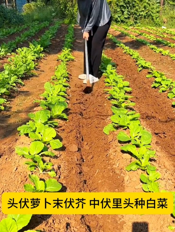 什么时候种萝卜白菜?这个时间千万别错过!