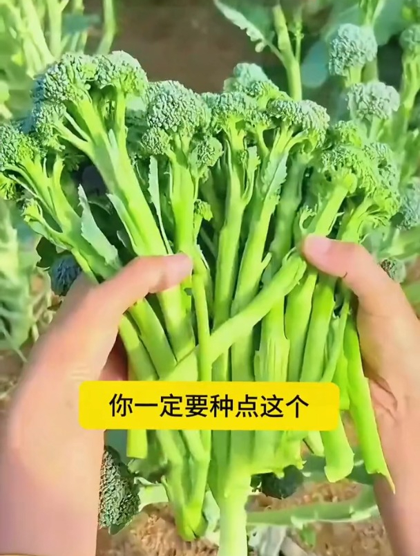 西兰菜苔营养丰富,一个月能吃好几茬,好种还不生虫
