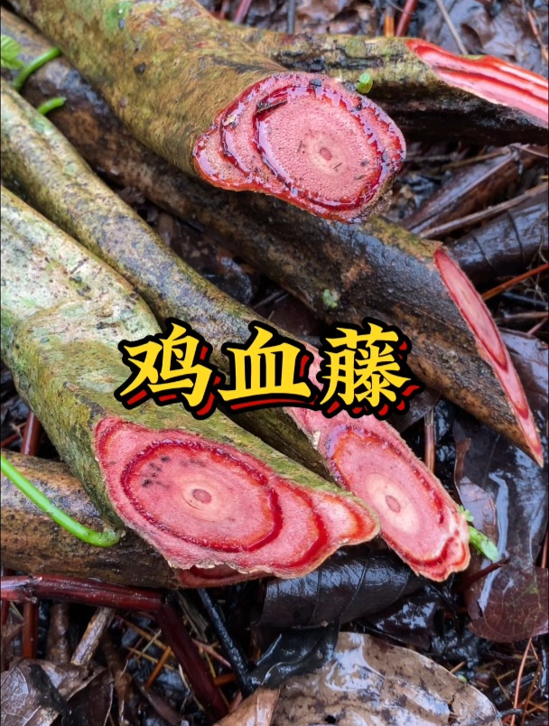 大山里面采挖的鸡血藤,真材实料,看看你喜欢吗?