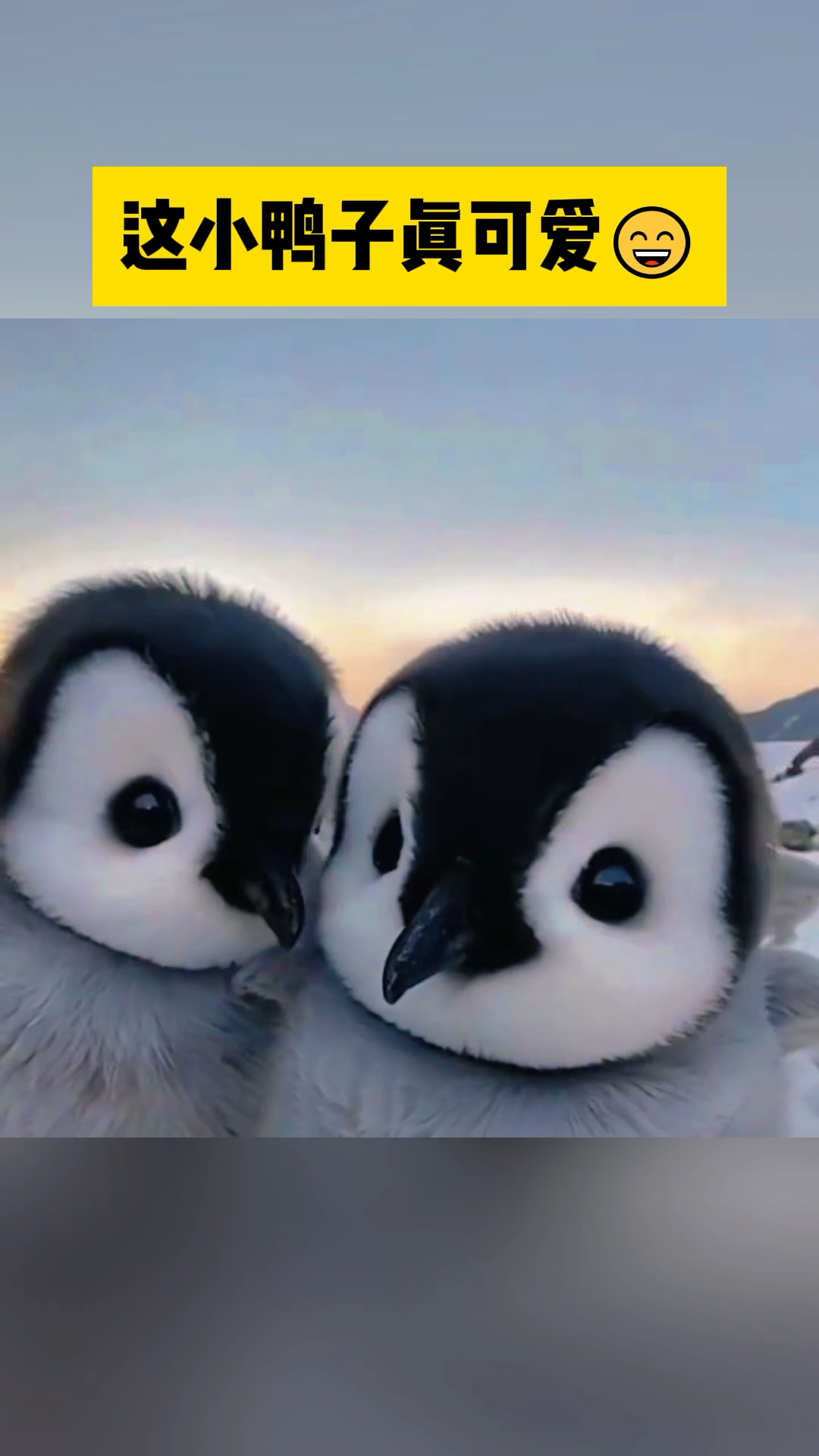 这是什么品种的鸭子啊