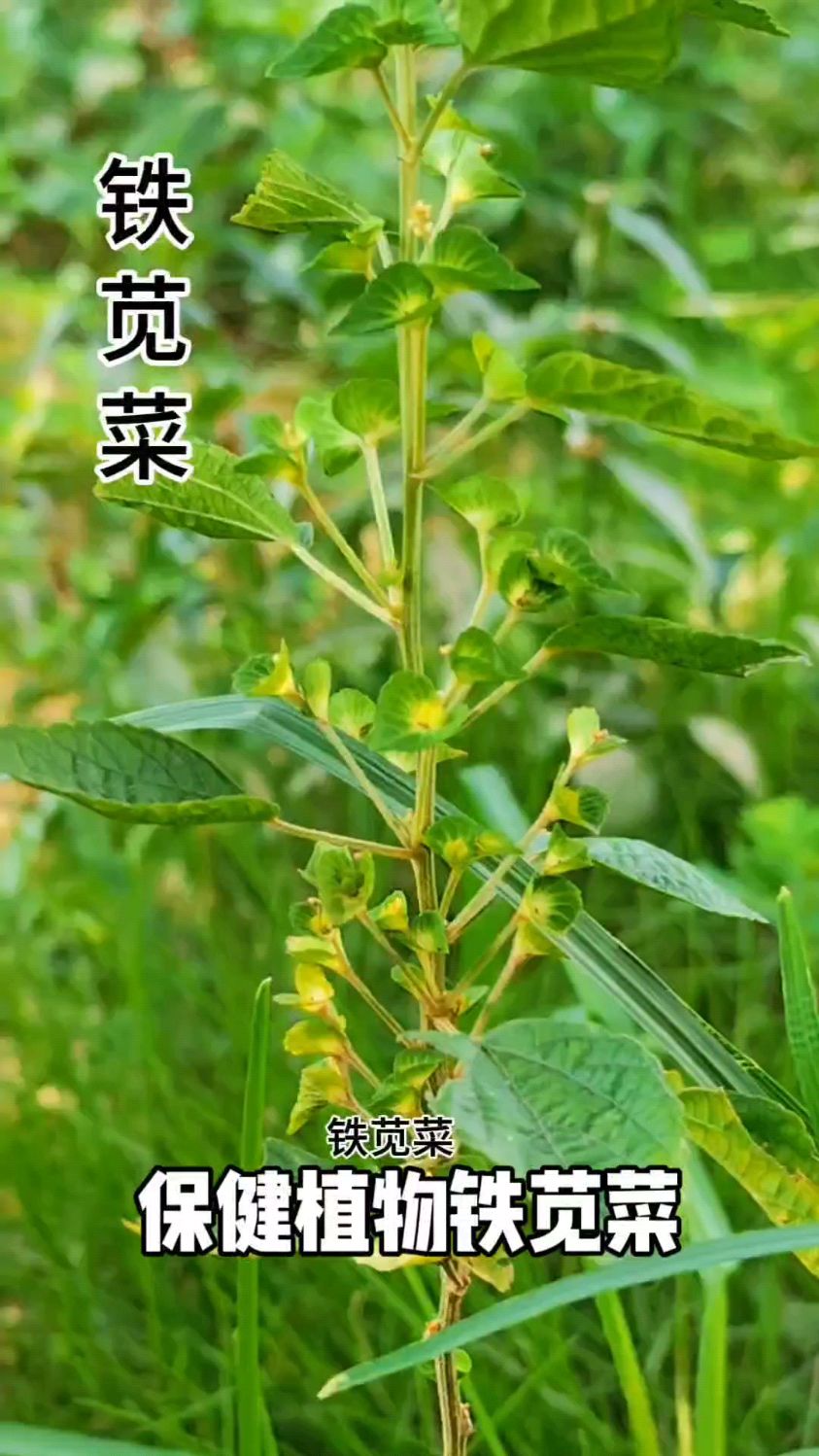 小时候曾经有吃过这种植物的朋友吗?#健康#养生#保健植物铁苋菜#