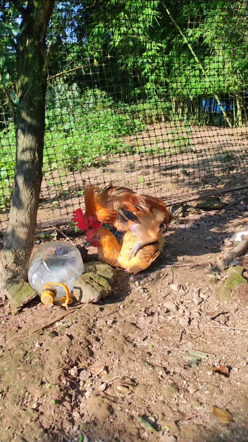 可爱的大公鸡和母鸡又在秀恩爱