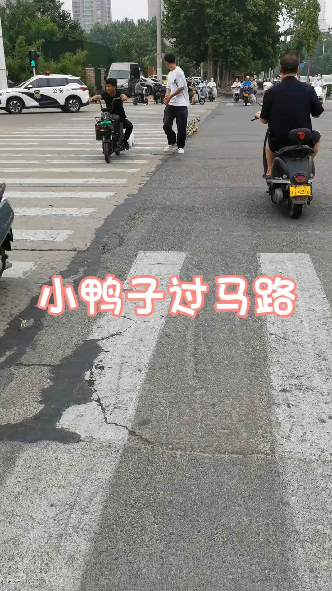 小鸭都懂排成排过马路,好可爱的小鸭呀