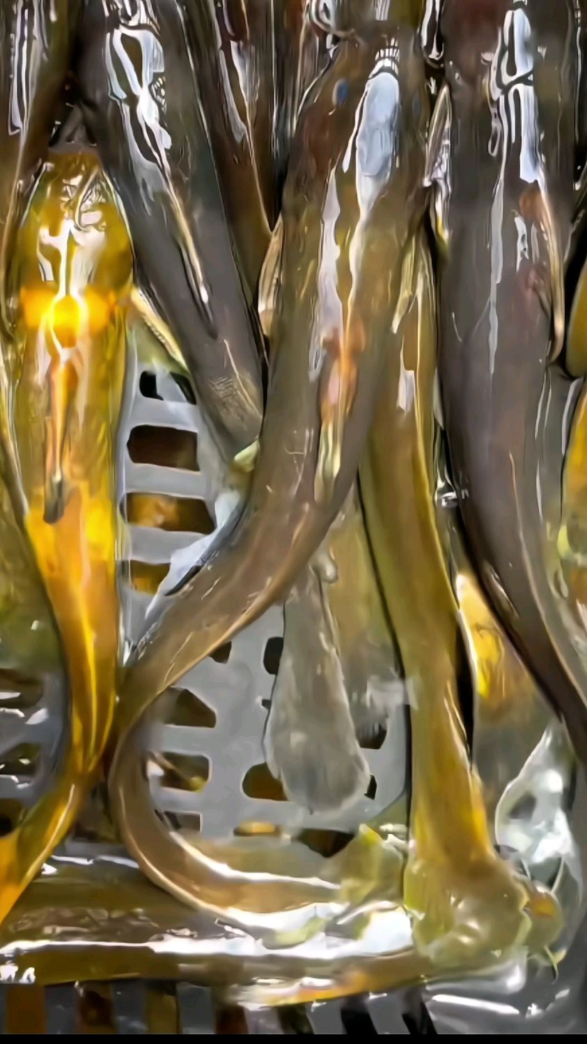 溪流牛尾巴鱼/石扁头