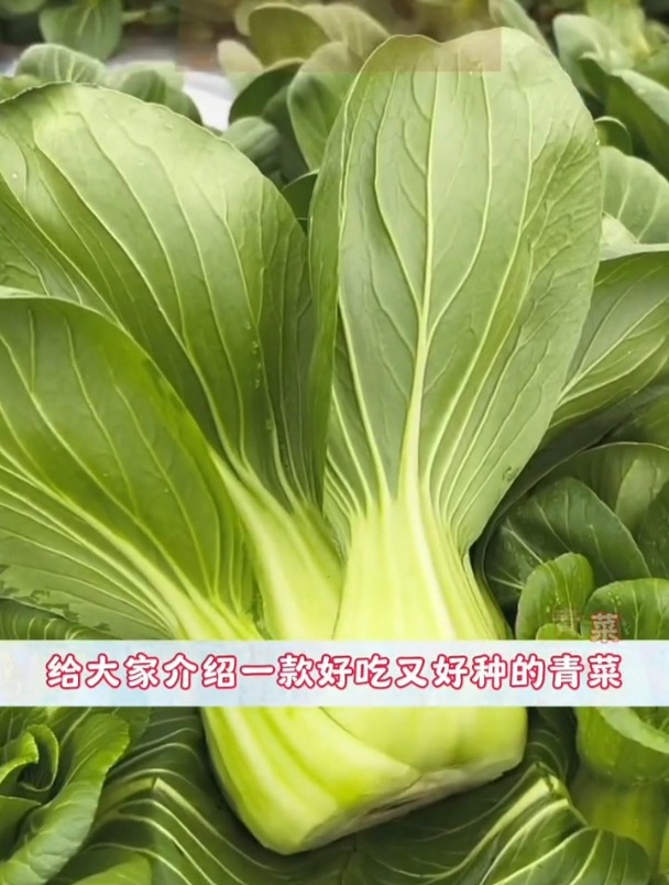 油菜里的天花板,上海青营养丰富,耐热不抽薹!