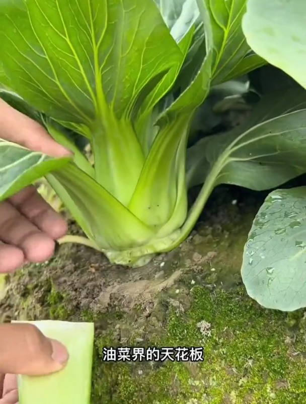 好种又好吃的矮脚青菜,不用育苗不移栽,温度适宜四季采摘!