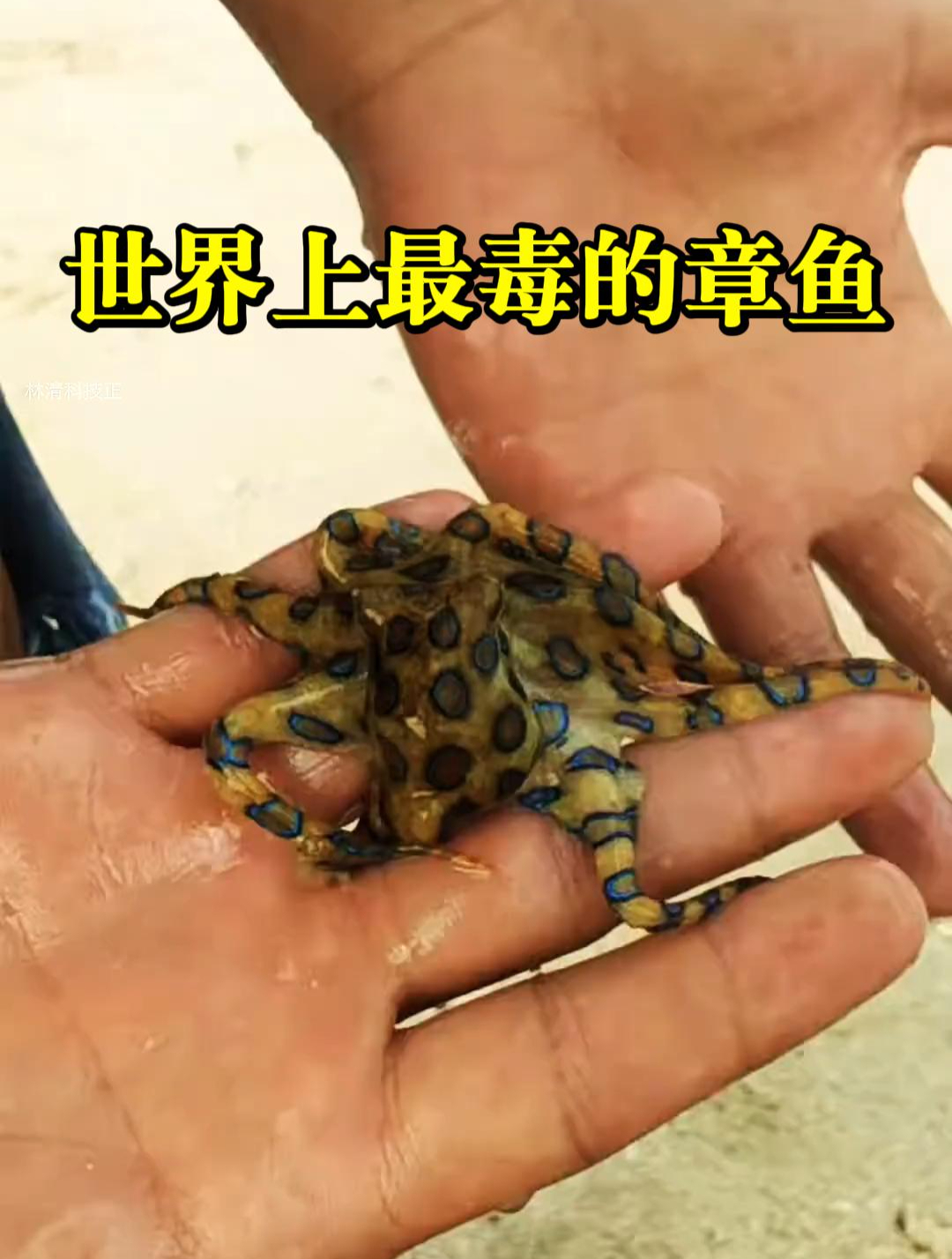 蓝环章鱼体型小巧,却是世界上最毒的章鱼