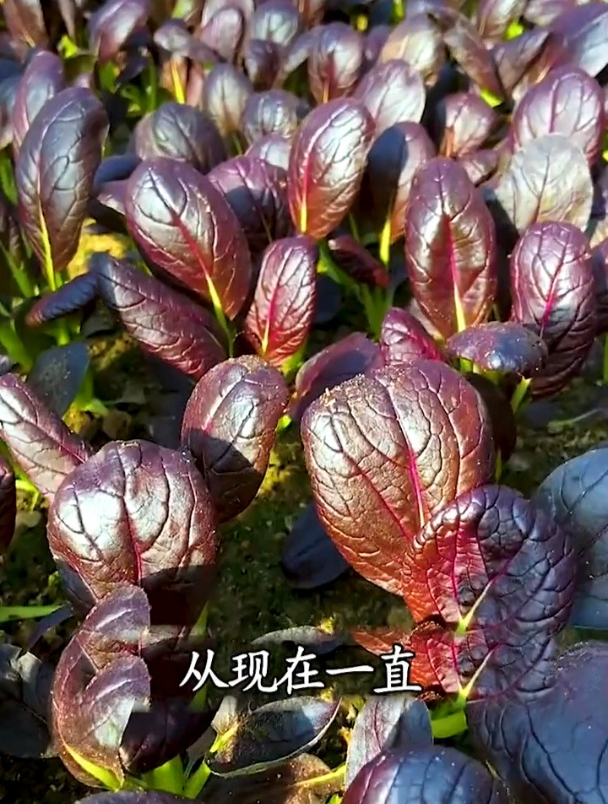 耐热不爱招虫,富含花青素,它就是紫油菜!