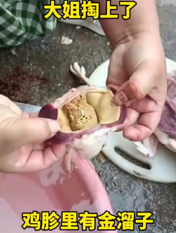 鸡胗里面有金溜子