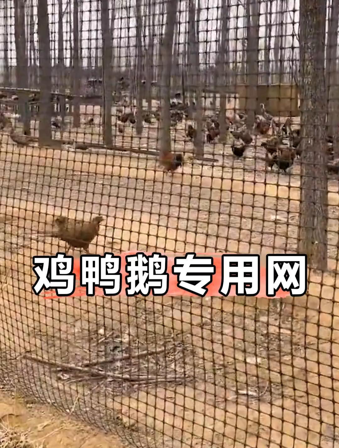 结实耐造高强度塑胶围栏网,养鸡养鹅都可以,不怕暴晒不怕冻!