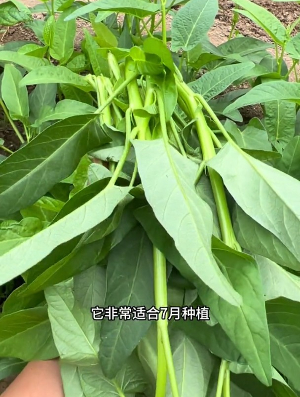 三叉空心菜,分枝能力强,夏季高温也能种