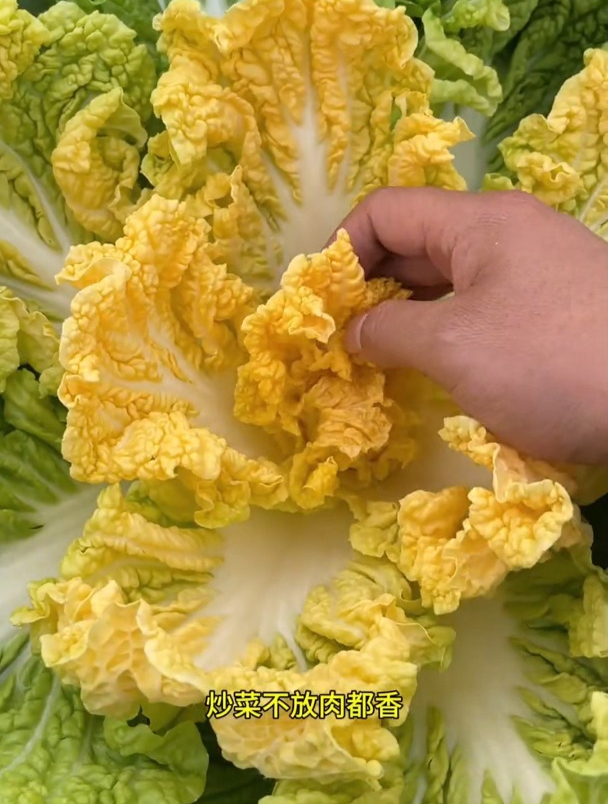 黄心大白菜,营养还好吃,夏季高温也能种