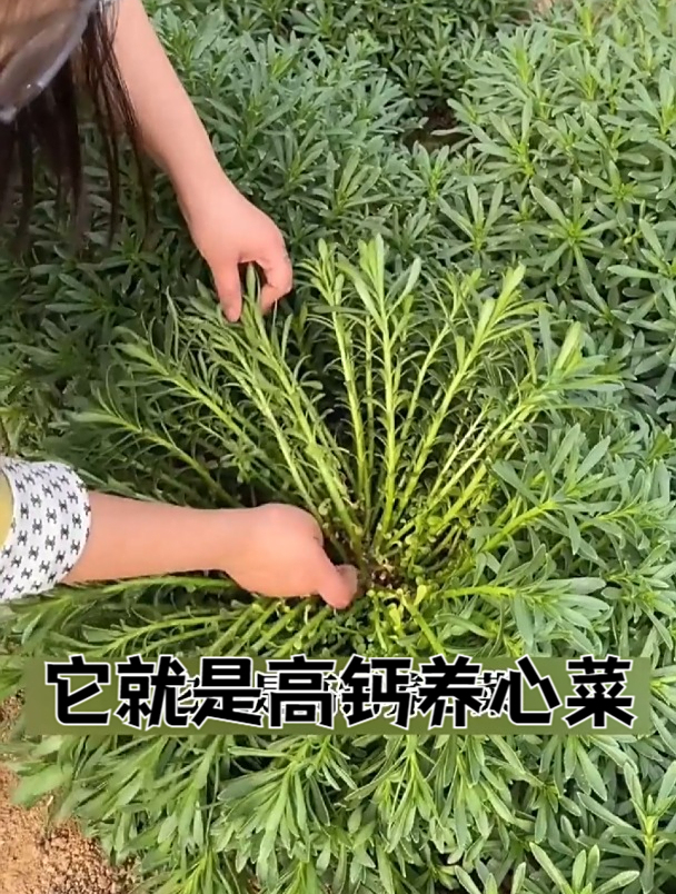 农村遍地都是,如今竟被当成宝,“高钙菜”城里人想吃却买不到