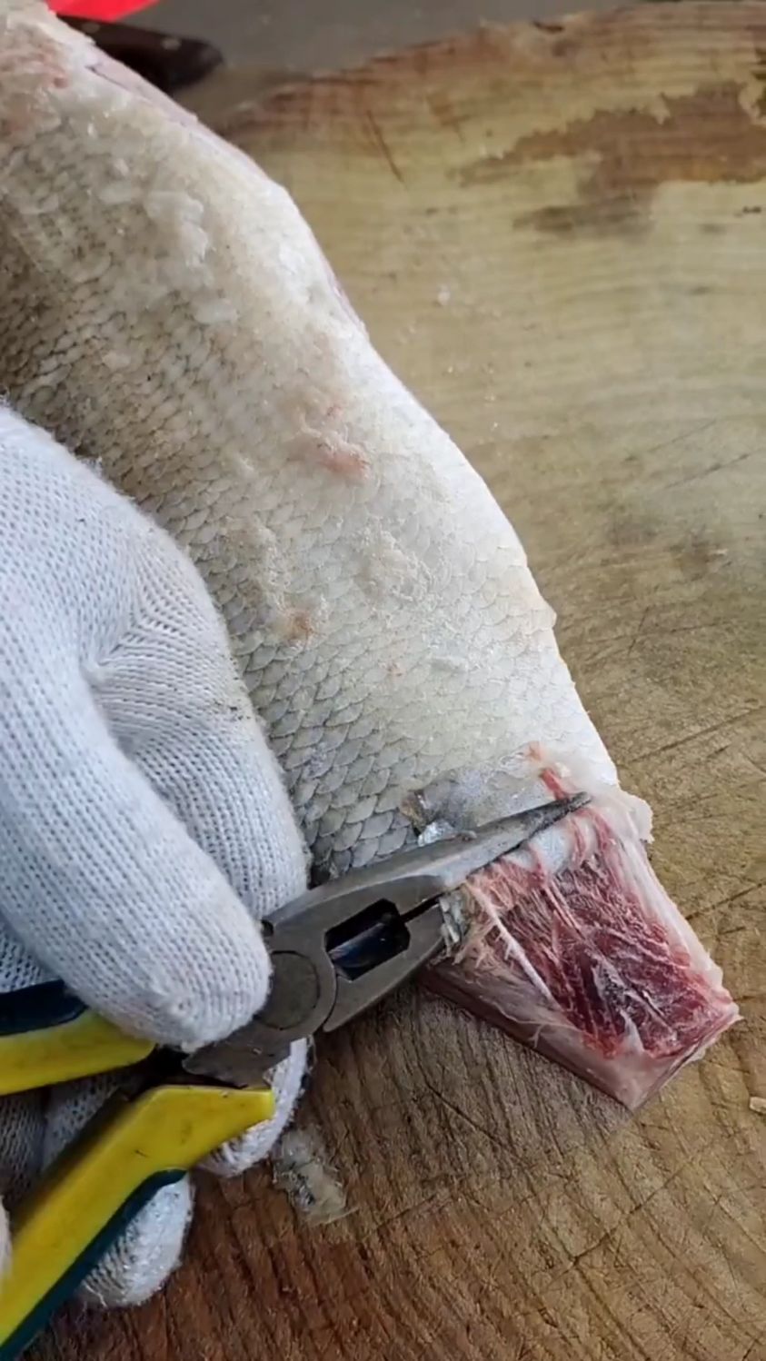 东北人才吃过的狗鱼做法