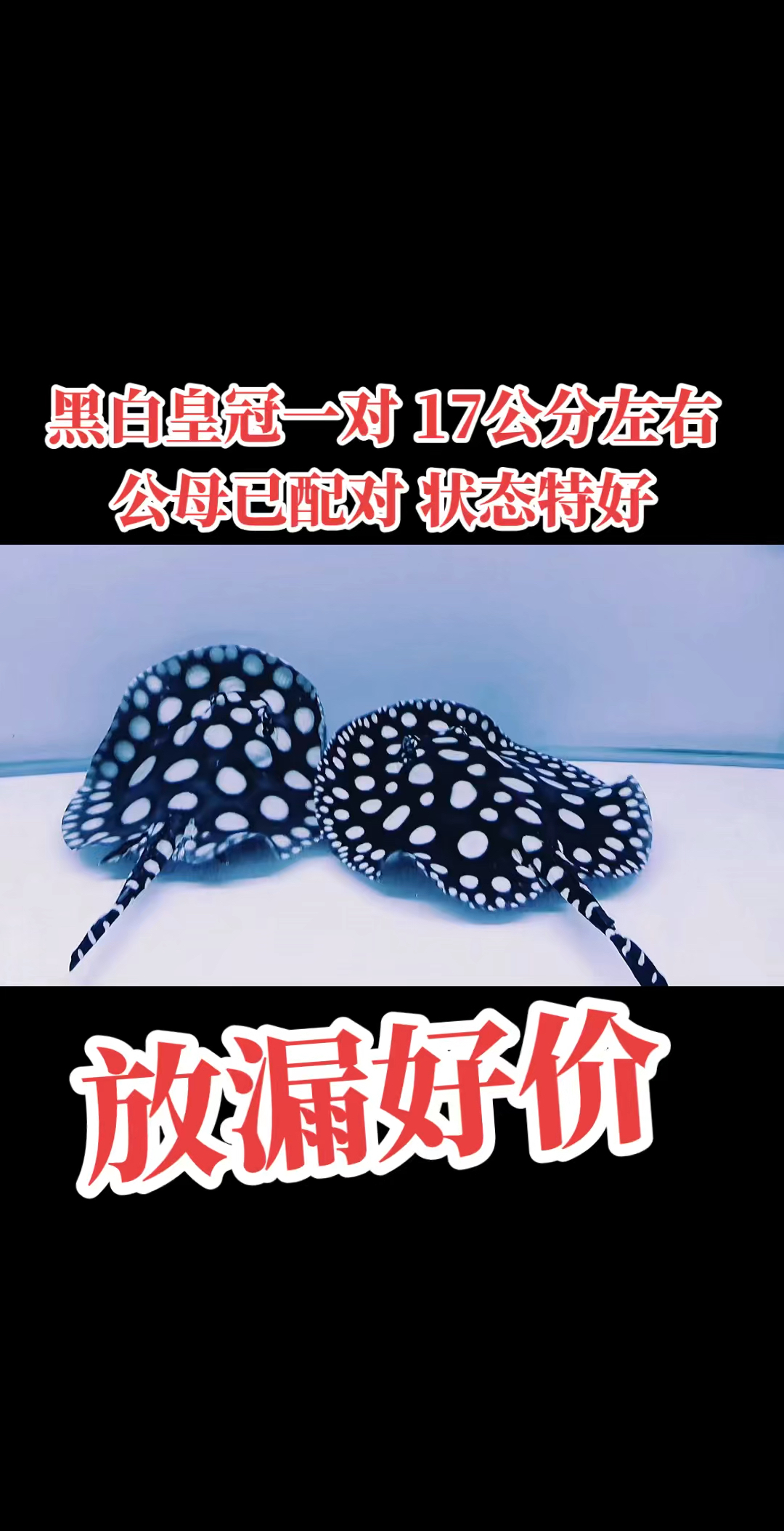 精选培养款 黑白皇冠一对,17公分左右,公母已配对,状态特好