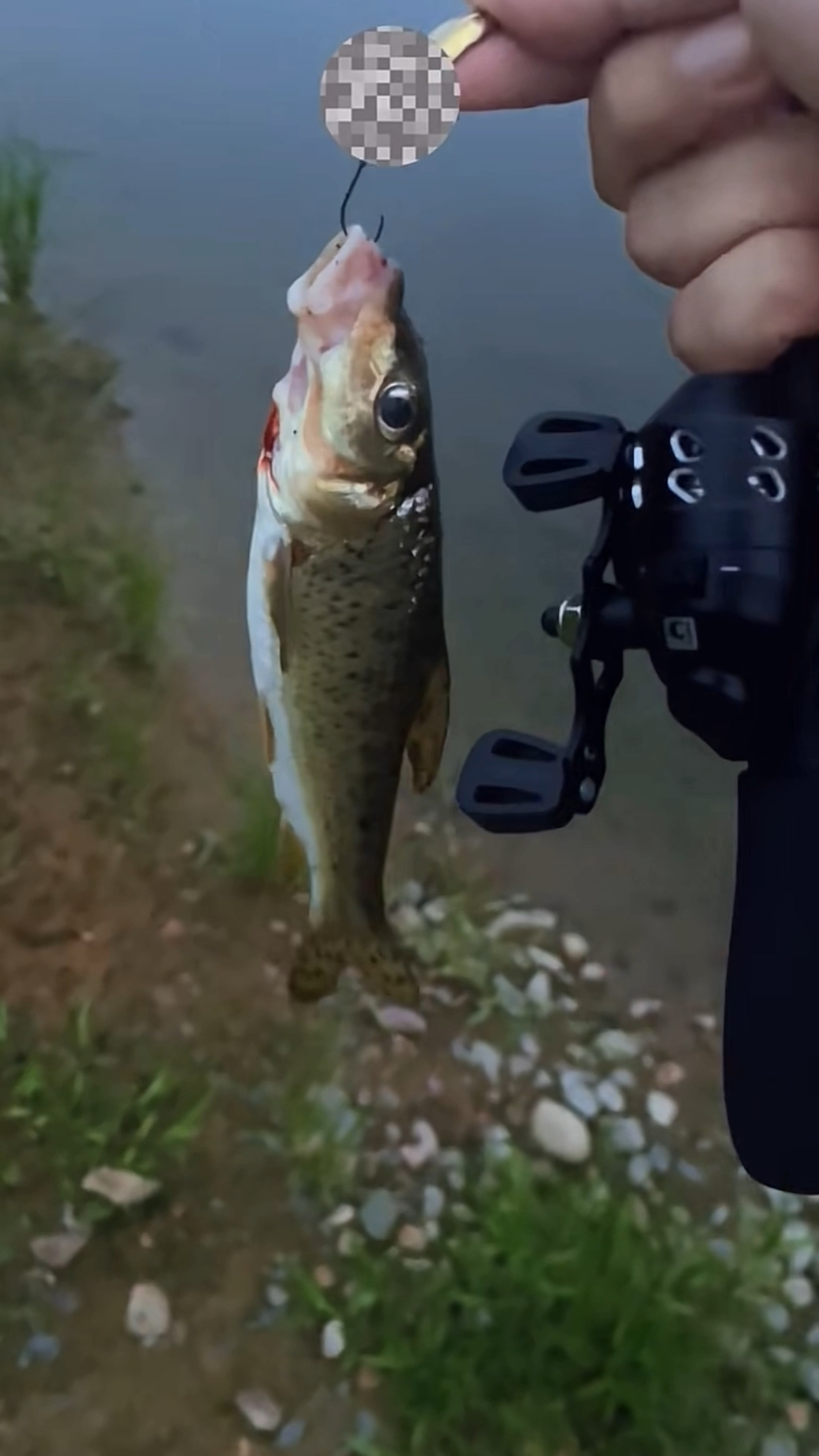 没想到路亚花骨鱼可以狂口,用小线小饵你也能行
