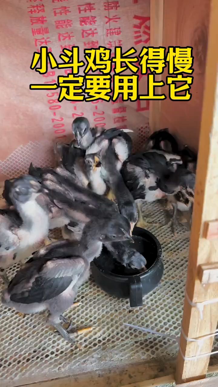 小鸡长得慢,一定用上他