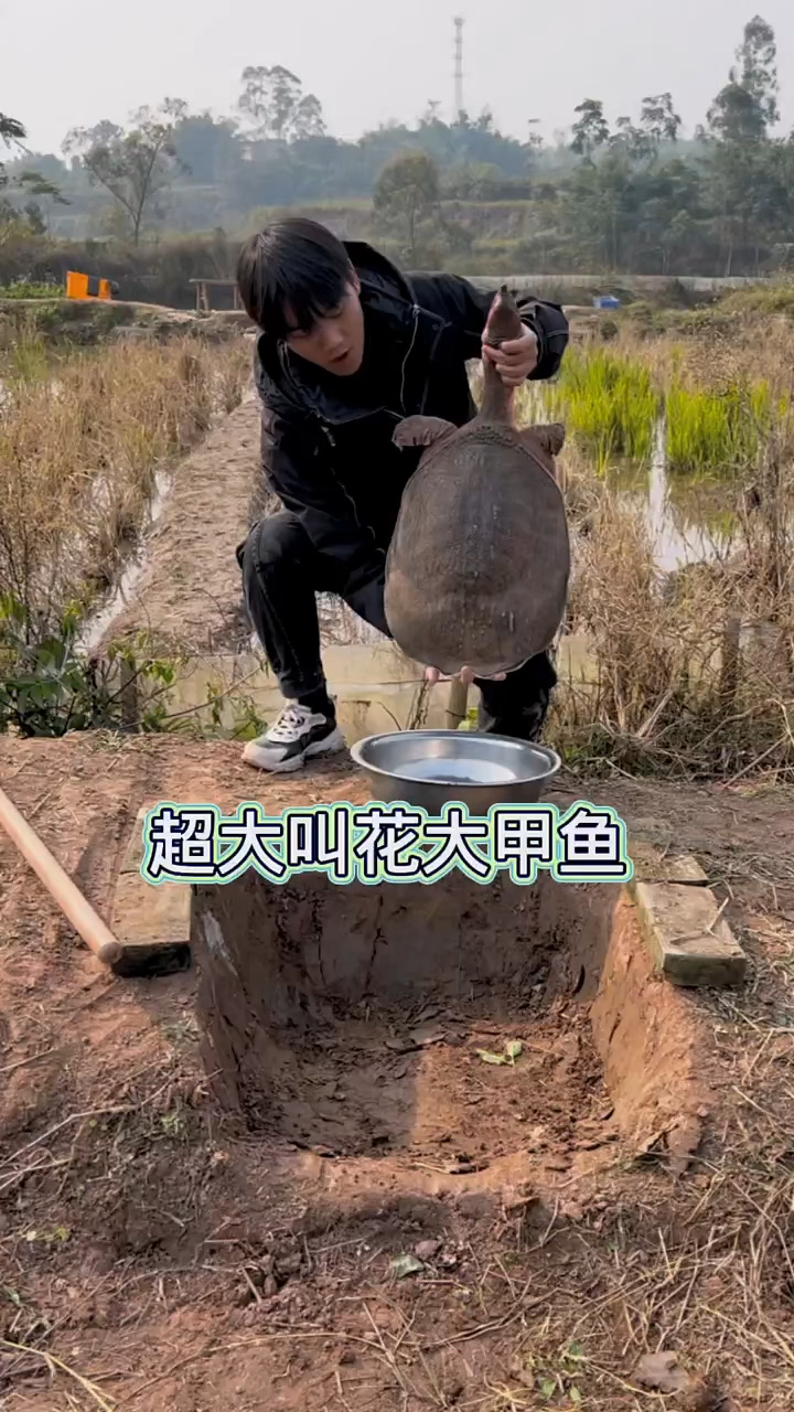 人工养殖的甲鱼、你们吃过那么大的吗