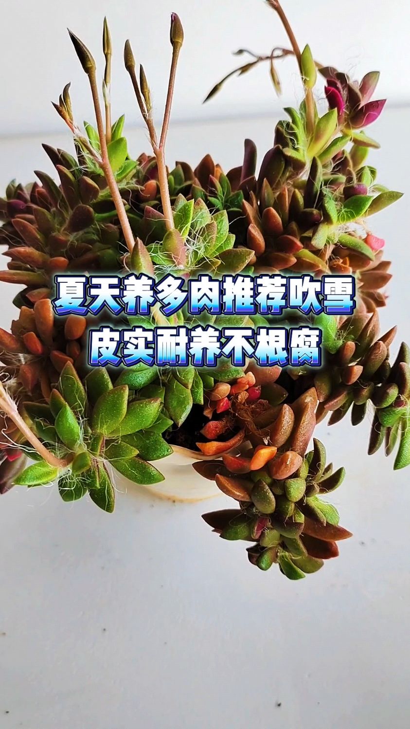 夏天养多肉推荐吹雪,皮实耐养不根腐