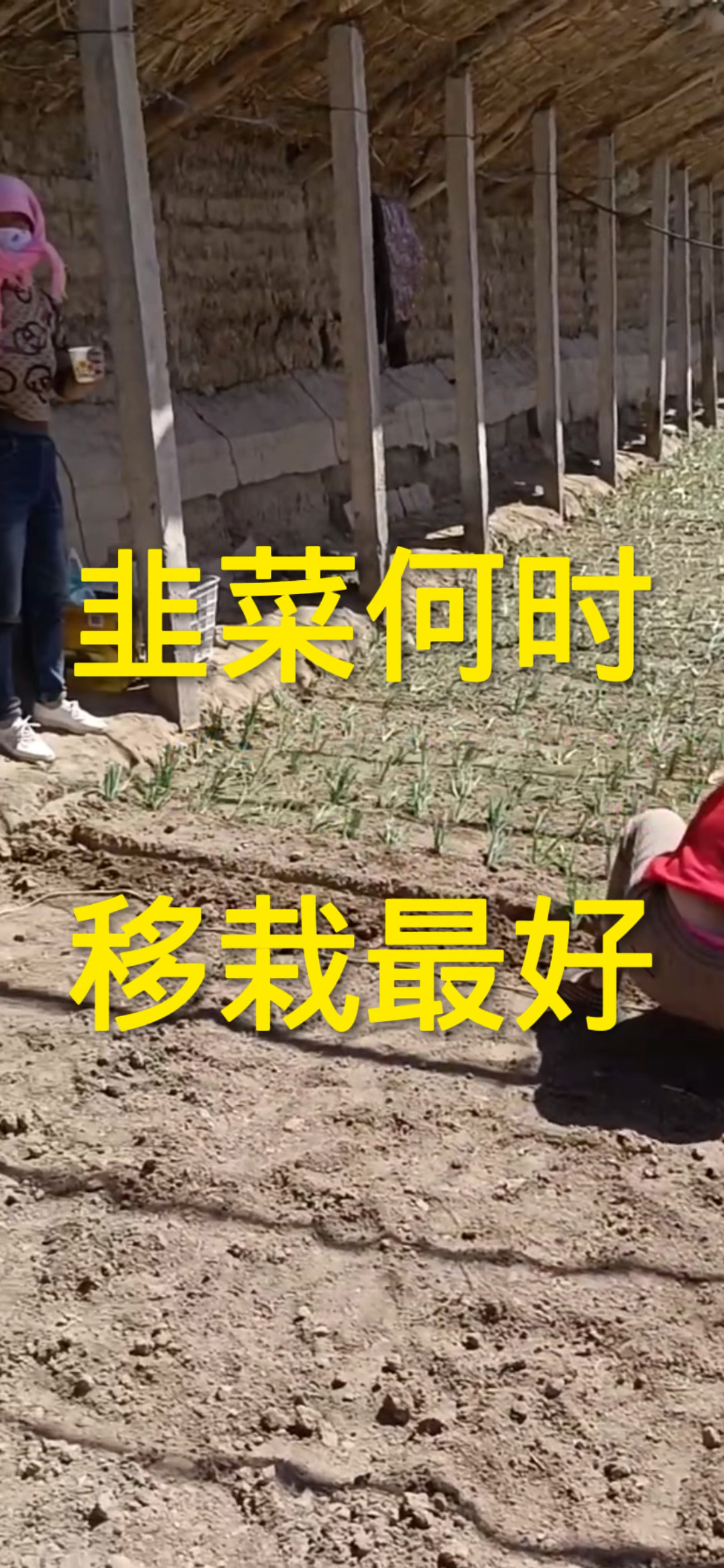 韭菜何时移栽最好?