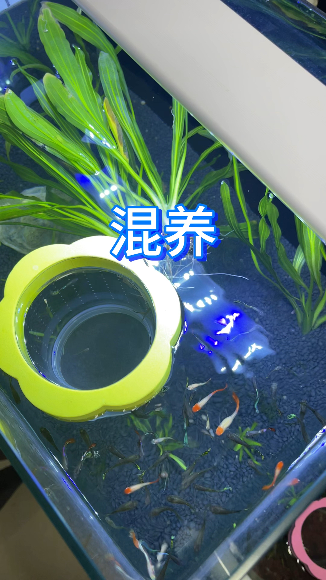 孔雀鱼混养注意了,缸里莫名其妙少鱼的看过来