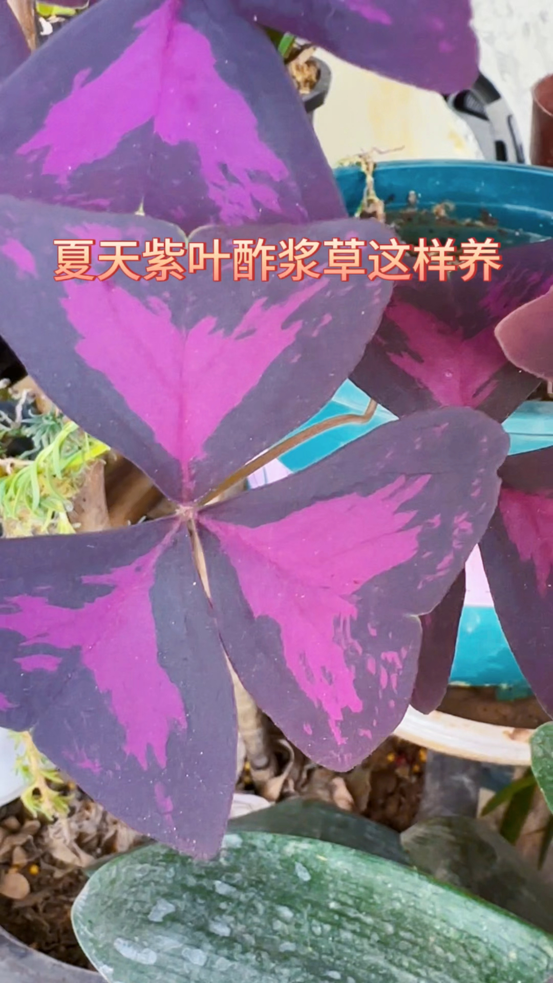 夏天紫叶酢浆草这样养