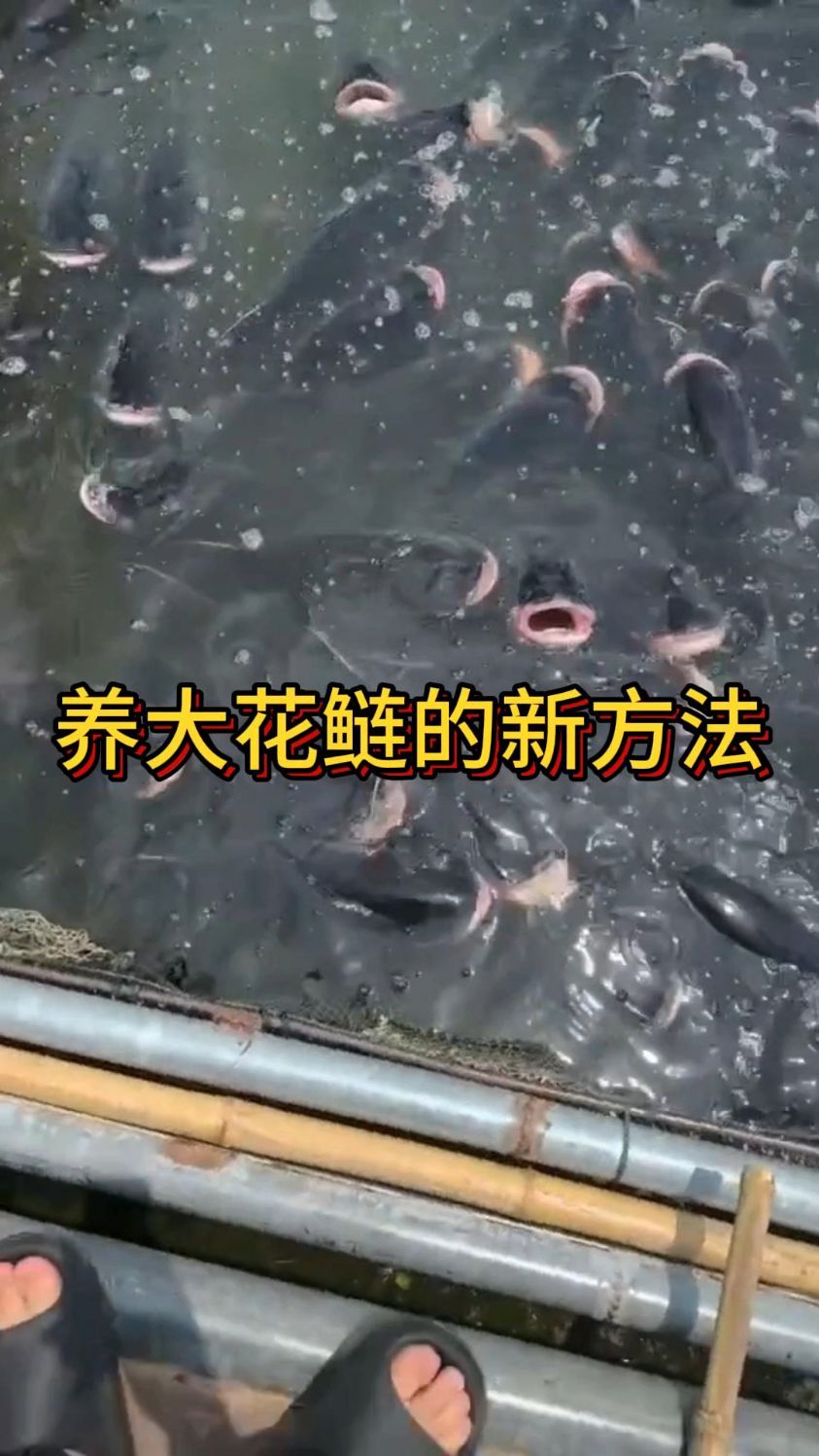 怎么样才能养出大花鲢
