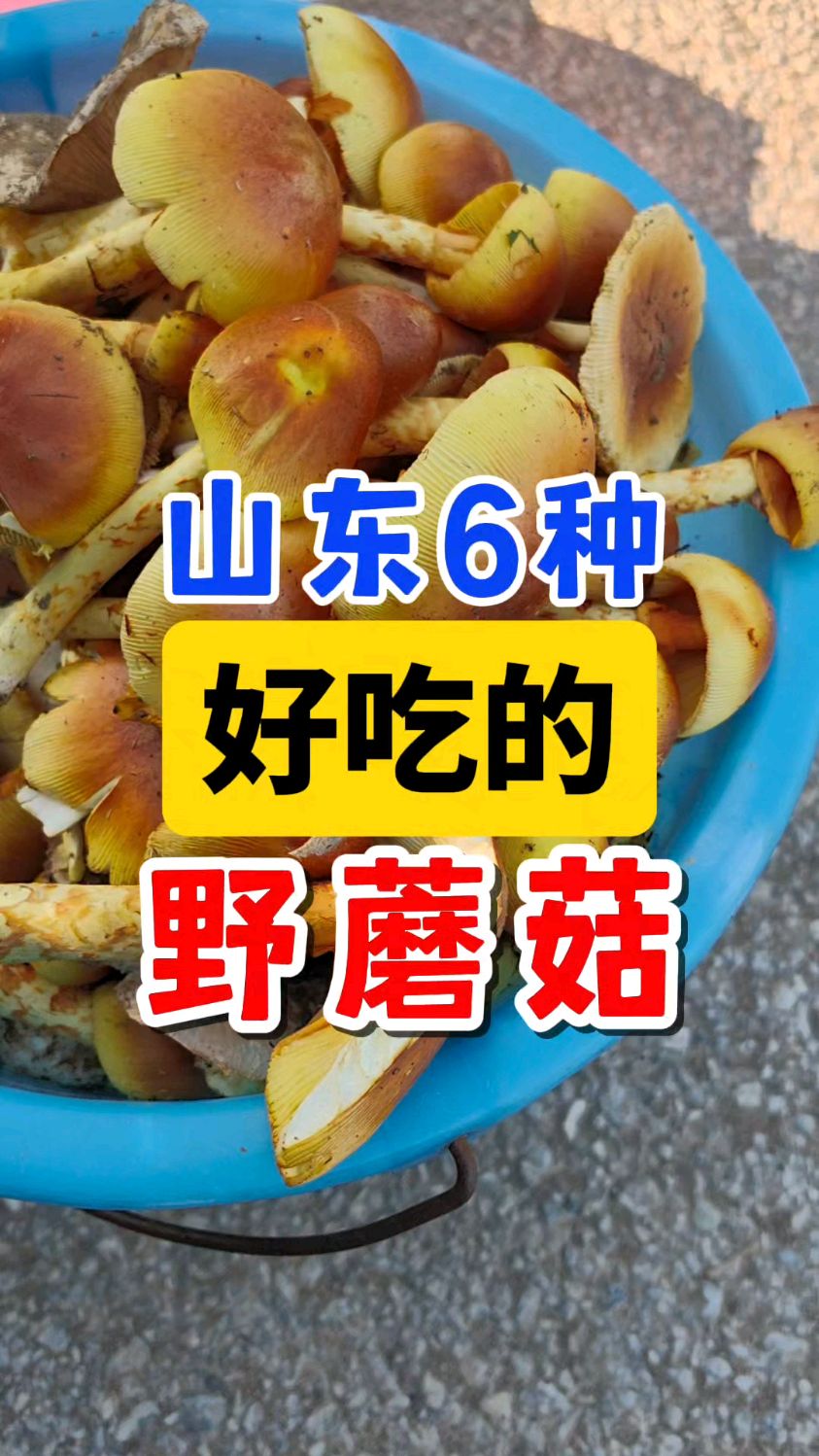 山东6种好吃的野蘑菇