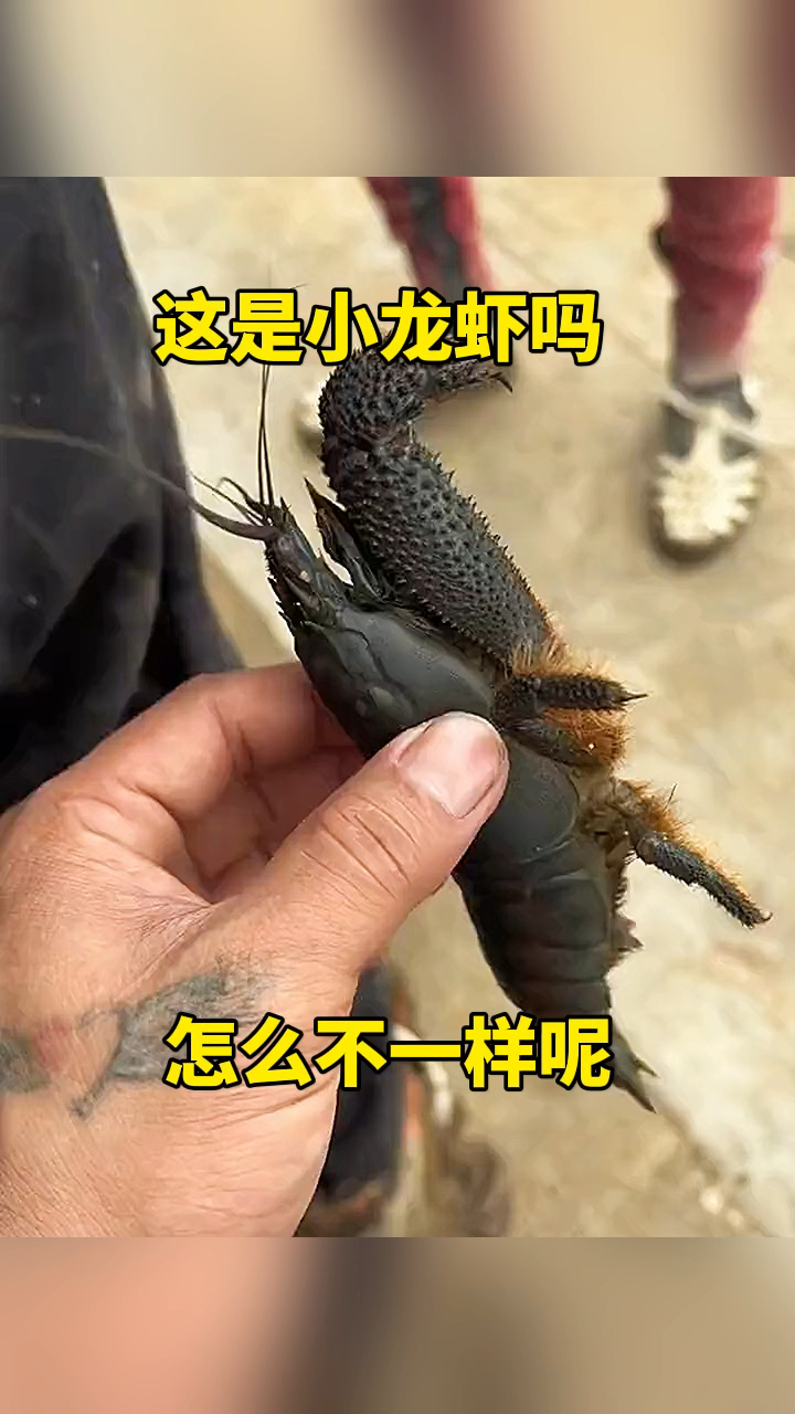 这是小龙虾吗?怎么不一样啊?