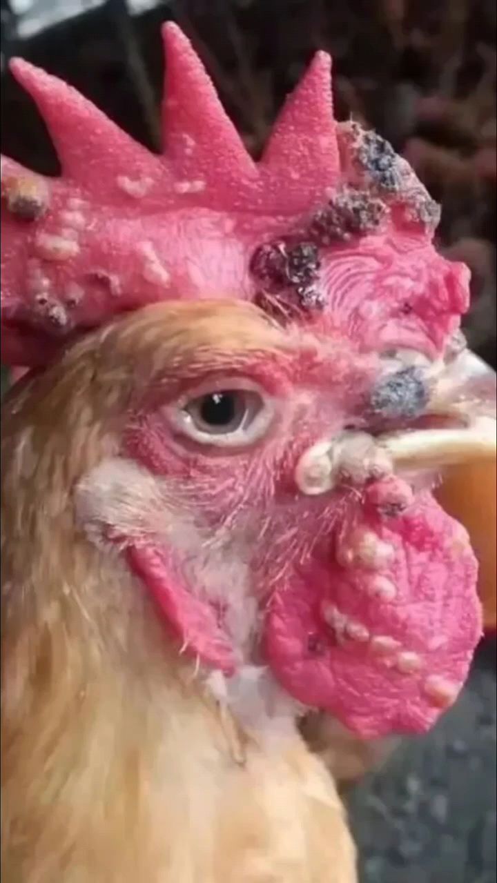 鸡长痘痘怎么办啊