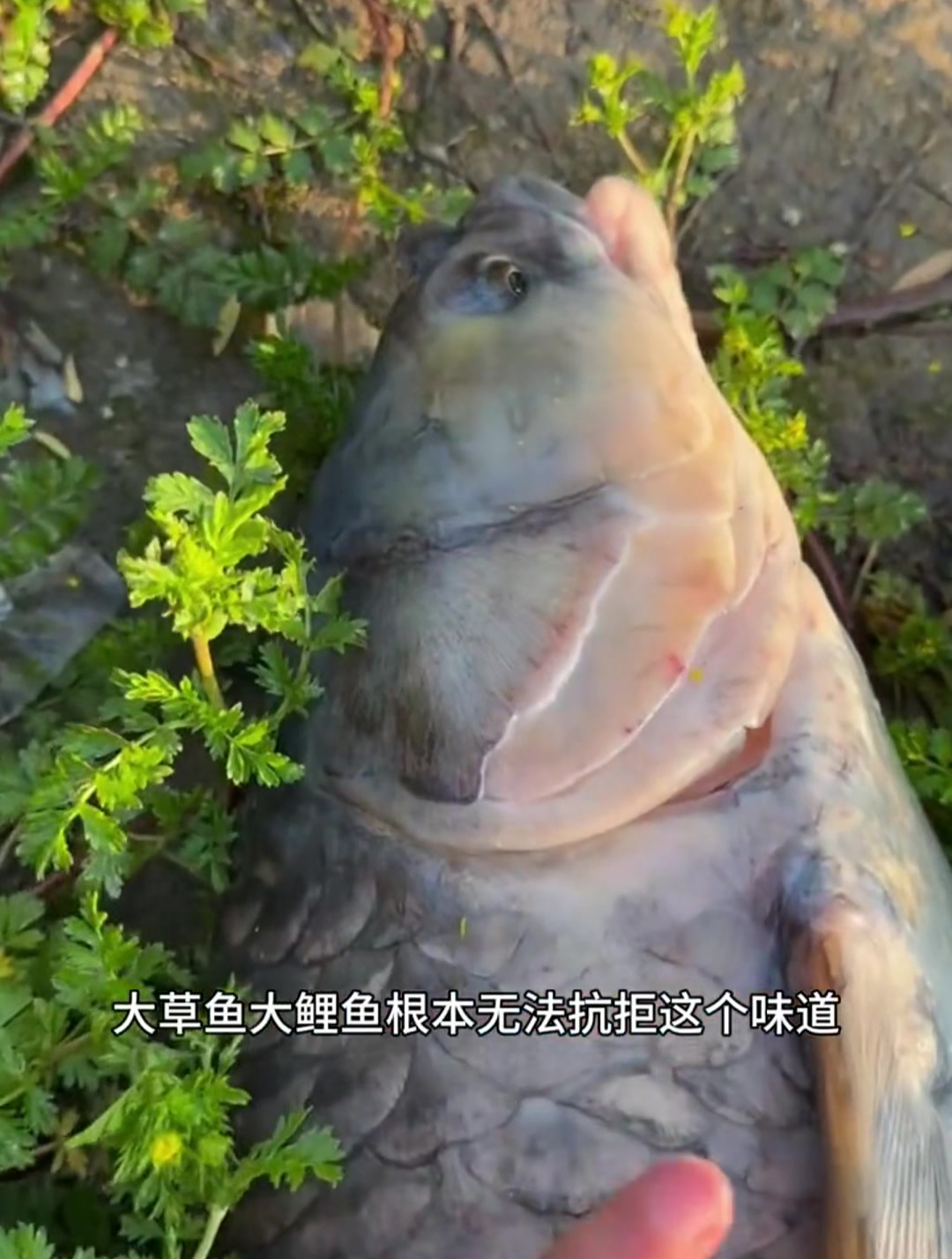夏季钓鱼不用愁,用这款果酸玉米,快速刺激鱼儿开口!