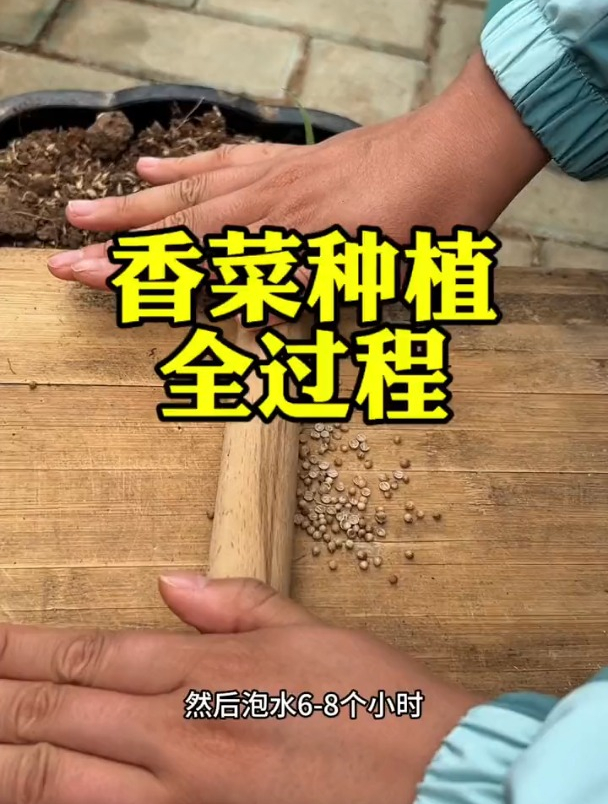 只需三步,种香菜出苗齐出苗快,还不得病